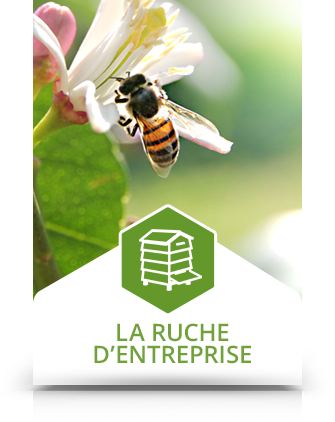 ruche-d-entreprise-1