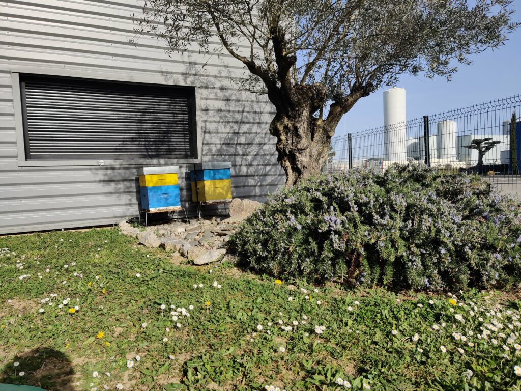 Ruches Beesolis Ruches Beesolis