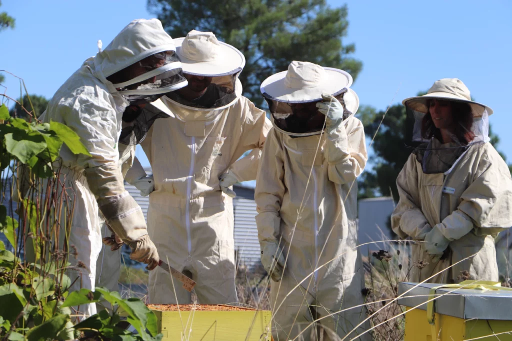 Animation autour des ruches Animation autour des ruches