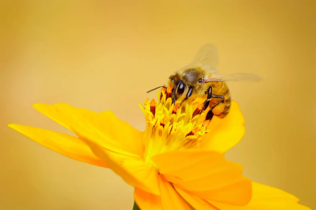 Abeille qui butine